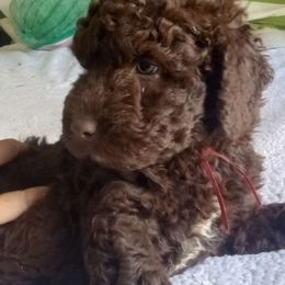 Mr. Red - Brown Spanish Water Dog puppy in Staunton, Virginia from Spinaz de Can