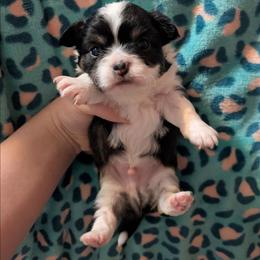 Sebastion - Black and white male Chihuahua puppy in Amity, Pennsylvania from Baxters Chihuahuas