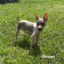 Rowan - White and red female American Hairless Terrier puppy in Buckingham, Illinois from Gaus Hof