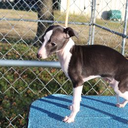 "Shengli Alessio D’Defender" Italian Greyhound All Grown Up from Shengli IGs
