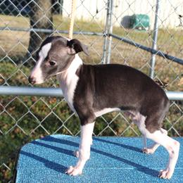 "Shengli Alessio D’Defender" Italian Greyhound All Grown Up from Shengli IGs