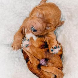 Jackson - Red  male Goldendoodle puppy in Iola, Texas from Supreme Doodles of Texas