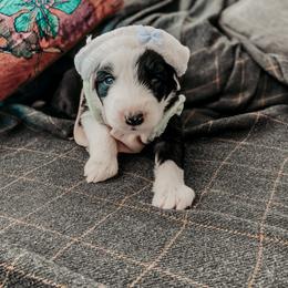 Sheepadoodle Puppies from DOODCompany