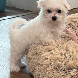Puppy 2 Female - White female Maltese puppy in Cisco, Texas from Fancy Pants Maltese