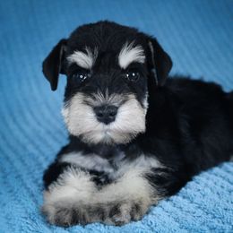 Anya's Red Boy - Black and silver male Miniature Schnauzer puppy in Queen Creek, Arizona from Chapman Schnauzers