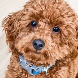 Assorted Doodle Crosses, Cavalier King Charles Spaniels, Cavapoos, Maltipoos, and Poodles from Little Teton Doodles