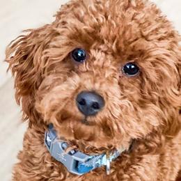 Assorted Doodle Crosses, Cavalier King Charles Spaniels, Cavapoos, Maltipoos, and Poodles from Little Teton Doodles