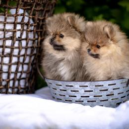 Pomeranian Puppies from Lori’s Precious Poms