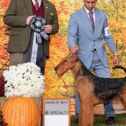 Ricky - Airedale Terrier