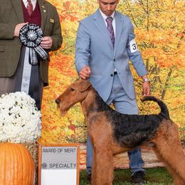 Ricky - Airedale Terrier
