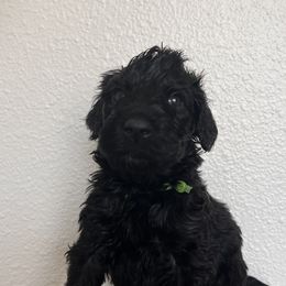 Schnoodle Puppies from Gooch Canines (Giant Schnoodles)