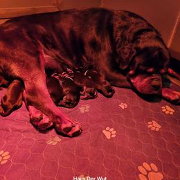 Green boy - Black and mahogany male Rottweiler puppy in Lake City, Florida from Haus Der Wut Kennels