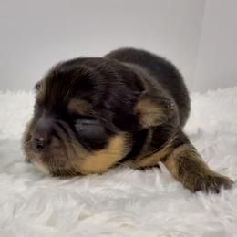Panchito - Black and tan male Chihuahua puppy in Molino, Florida from Pensacola Chi Garden