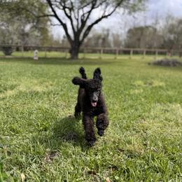 Poodle Puppies from Lingo Standard Poodles
