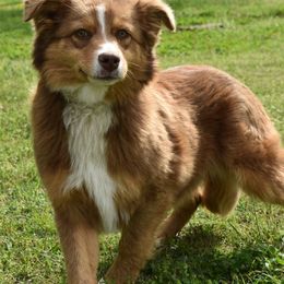 Australian Shepherds and Miniature Australian Shepherds from Southern Winds Mini Aussies