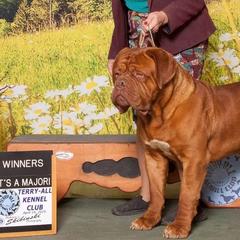 Noble - Dogue de Bordeaux