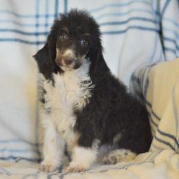 Maple - Parti female Poodle puppy in Delta, Colorado from PTK Ranch