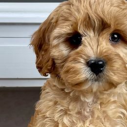 Cavapoos and Poodles from Premier Paws