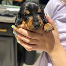 Hunter - Black and tan male Dachshund puppy in Tomball, Texas from Gutierrez House of Doxies