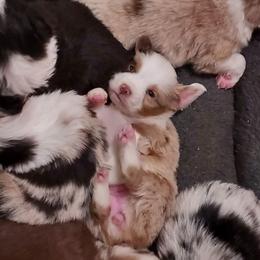 Dixie - Red merle female Miniature Australian Shepherd puppy in Mc Arthur, California from Kingscastle Ranch