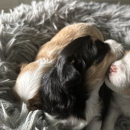 Havanese from Harbor Of Hope Havanese