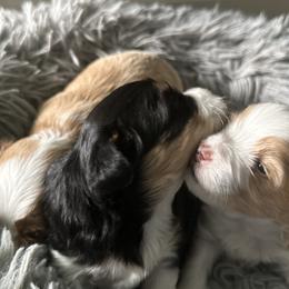 Havanese from Harbor Of Hope Havanese