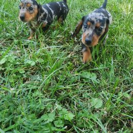 Dachshund Puppies from Grecian Kennel