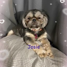 Josie - Shih Tzu