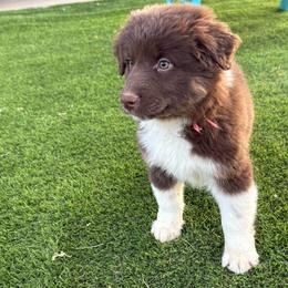 Peach collar - Red tri-color female Australian Shepherd puppy in Buckeye, Arizona from Wranglin Farms