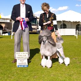 Poodle All Grown Up from Lakeview Standard Poodles