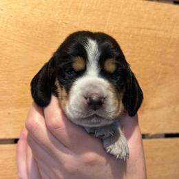 Male 5 - Black brown and white male Basset Hound puppy in Lindley, New York from Hill Top Basset Hounds & Cane Corso