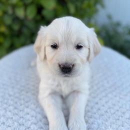 Turquoise Girl - Light golden female Golden Retriever puppy in Utah from Deseret Peak Goldens
