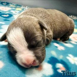 Titus - Blue brindle male American Staffordshire Terrier puppy in Clintwood, Virginia from SkyBlue Kennel
