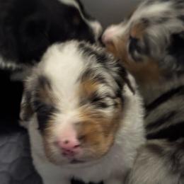 Pumbaa - Blue merle male Australian Shepherd puppy in Blythewood, South Carolina from One Tribe Aussies