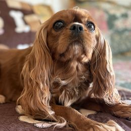Pebbles - Cavalier King Charles Spaniel