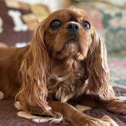 Pebbles - Cavalier King Charles Spaniel