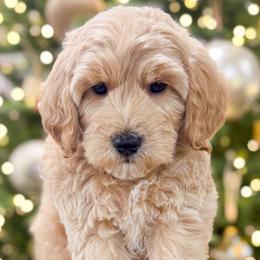Goldendoodles and Poodles from Wright Doodles & Poodles