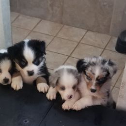 Frankie - Miniature Australian Shepherd