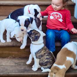 American Bulldog Puppies from Valor American Bulldogs