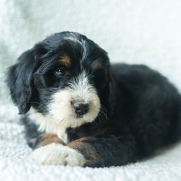 Boy 8 - male Australian Mountain Doodle puppy in Travelers Rest, South Carolina from Upstate Aussie Mountain Doodles