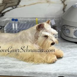 Kenzie - Miniature Schnauzer