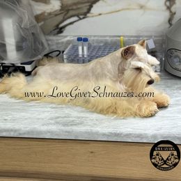 Kenzie - Miniature Schnauzer