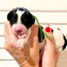 Green - Black and white female Bernedoodle puppy in Rockwall, Texas from Glory Doodles