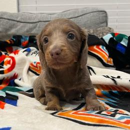 Mocha (pet only) - Fawn (isabella) and tan female Dachshund puppy in Gainesville, Texas from Diamond B Doxies