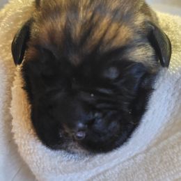Boy 3 - male Cane Corso puppy in Winchester, Virginia from Paladin's Cane Corsos
