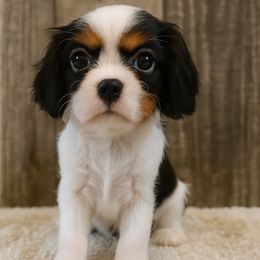 Cavalier King Charles Spaniel puppies from My Cavalier Puppy