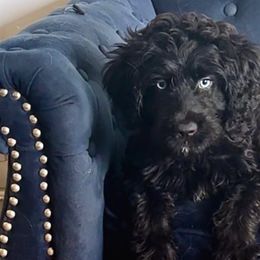 Girl 1 - Aussiedoodle puppy from Biggie Ranch