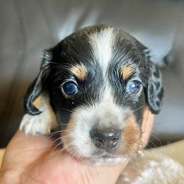 Ginger Bread - Black and tan male Dachshund puppy in Highland, California from BAES Teufelshunde