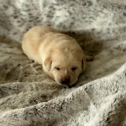 Yellow - Yellow female Labrador Retriever puppy in Tekonsha, Michigan from Asher Acres Labs