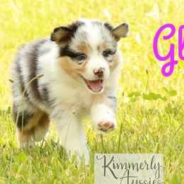 Glory - Blue merle Australian Shepherd puppy in St. Louis, Missouri from Kimmerly Aussies